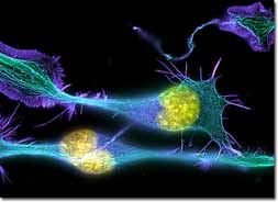  ���������� ������� ������������ 