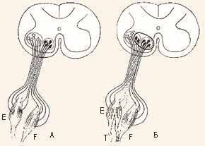 ������, ������� ������� �������������� ������